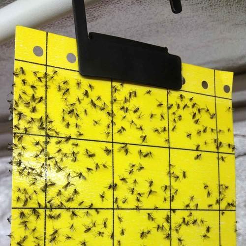 Insect Glue Trap