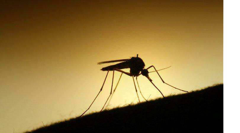 mosquito treatment