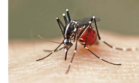 mosquito vacuum