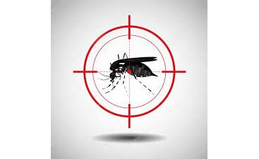 mosquito bits