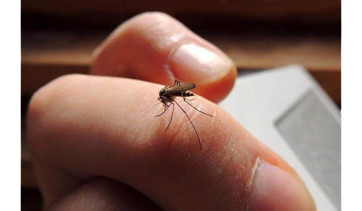 mosquito control
