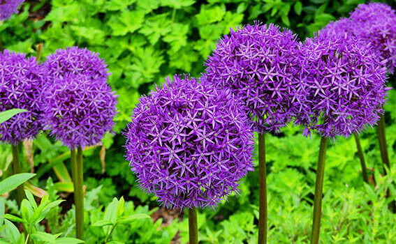 mosquito repellant plants