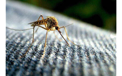 pest controll