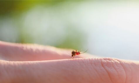 mosquito