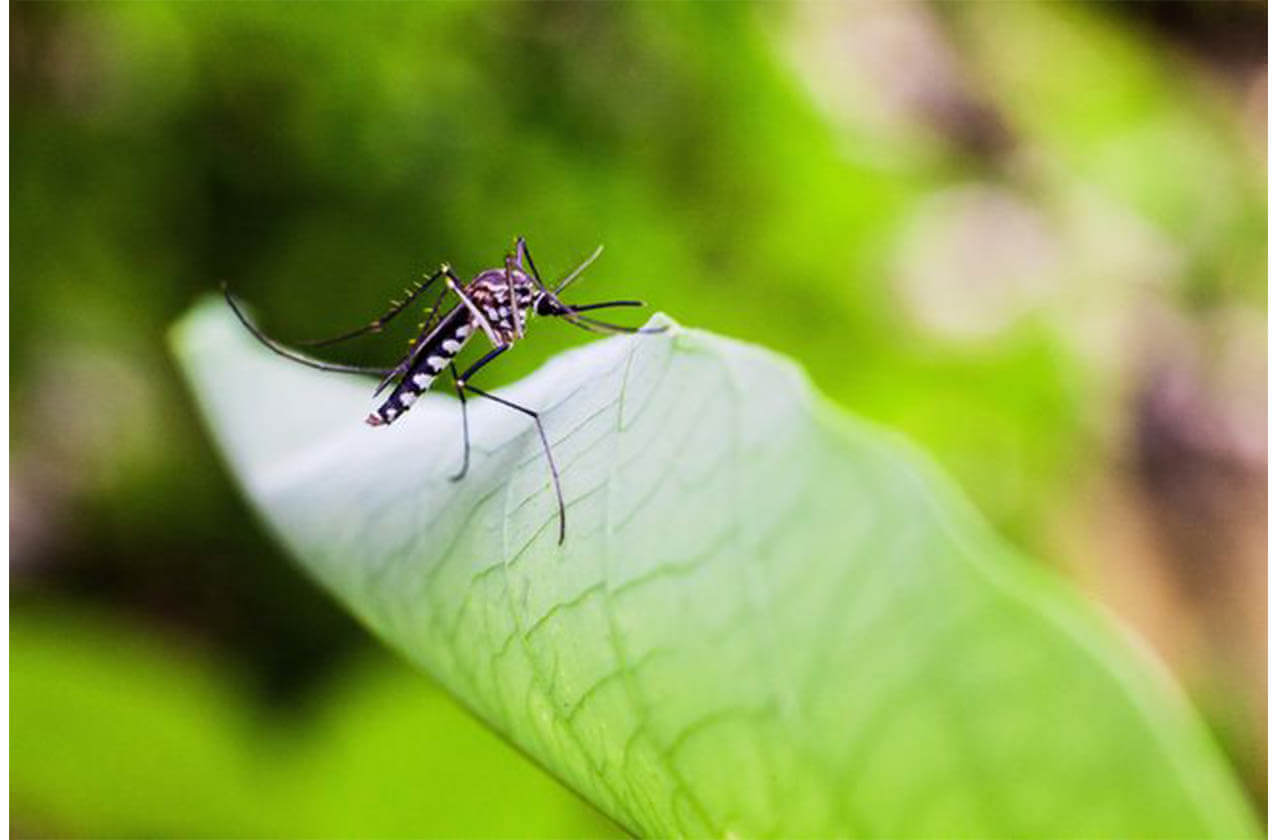 mosquito control