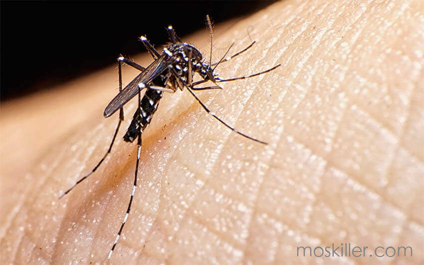 mosquito killer