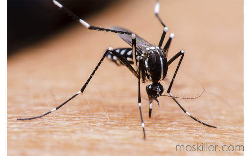 mosquito killer