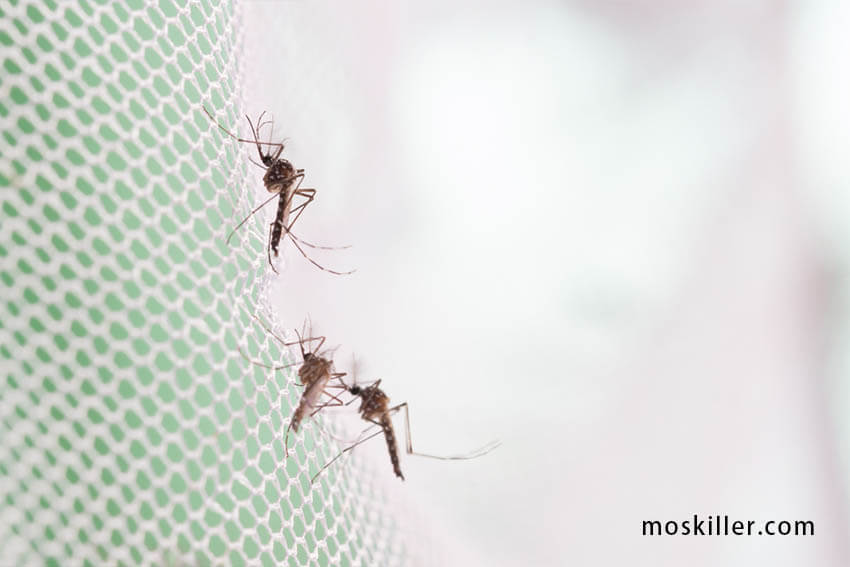 pest control