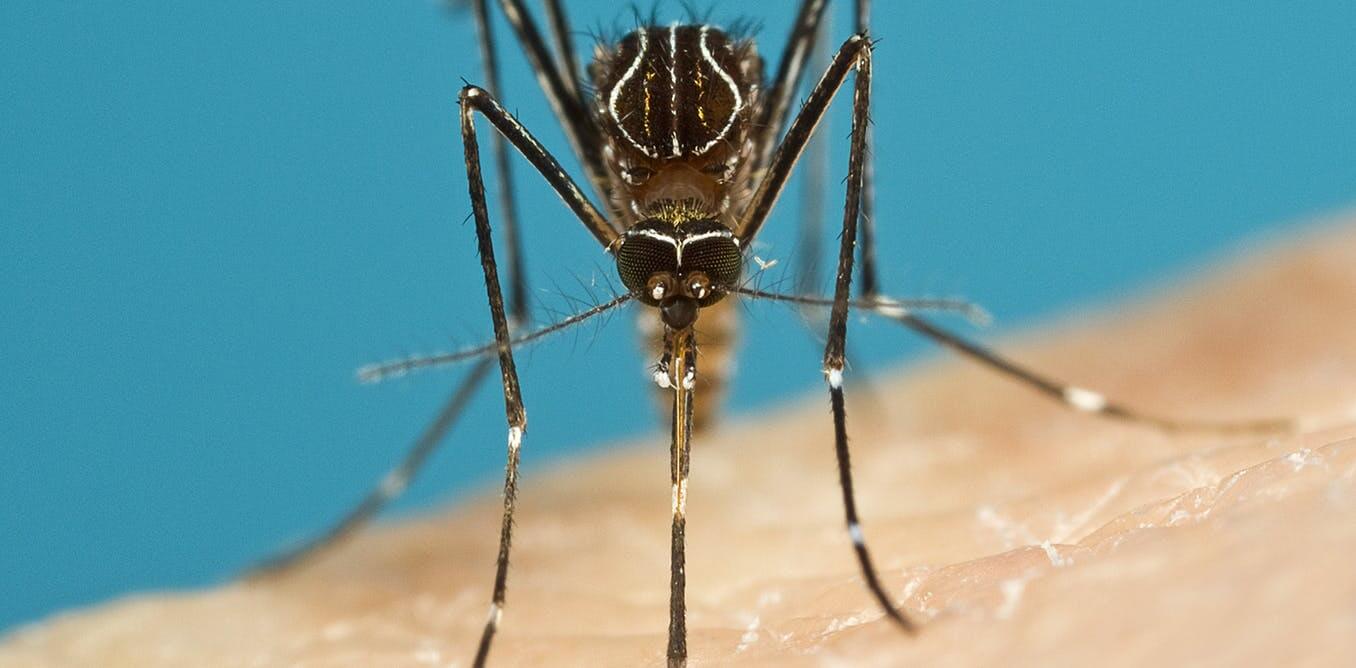pest controll